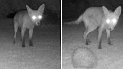 Backyard camera captures baby fox's encounter with a hedgehog