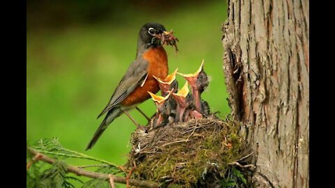 Birds feed babies in nest & so adorable