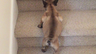 Determined puppy discovers how to climb the stairs