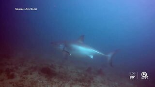 VIDEO: Great white shark gets within feet of diver off Palm Beach