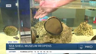 National Shell Museum reopens with new interactive exhibits