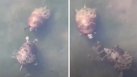 Funny turtles caught playing together in the water