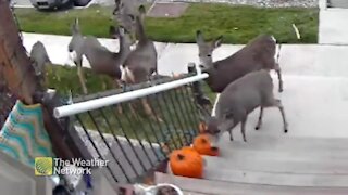 Group of Halloween bandits caught stealing a jack-o-snack