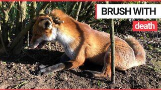 Nurses rescue vixen moments from death after getting caught in deadly trap