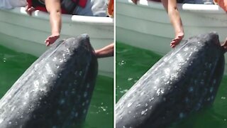 Friendly grey whale calf approaches boat so passengers can pet it