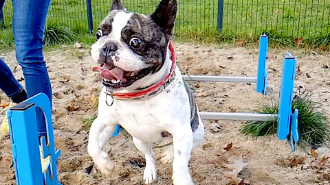 Pixel the French Bulldog jumps in extreme slow motion