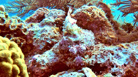 Venomous fish camouflages so perfectly you can barely see it