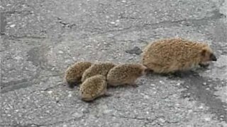 Family of hedgehogs stops traffic to cross road