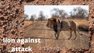 Lion vs zarukh fight in jungle Real king ( lion ) the stranger