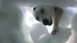 Man buried in snow records moment when rescue dog saves him