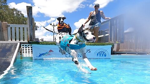 Trio Of Great Danes Love Playing In The Pool