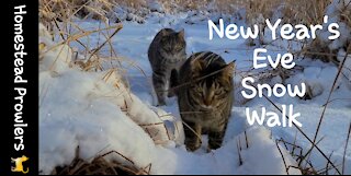 Homestead cats Enjoy nature walk in the snow