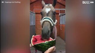 Cavalo nutre enorme paixão por melancias