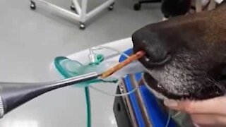 Un vétérinaire extrait un bâton du nez d'un chien!
