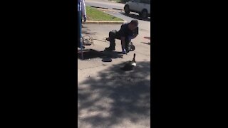 Firefighter rescuing ducklings get attacked by mama duck