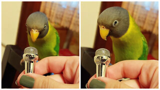 Parrot proudly sings into a miniature microphone