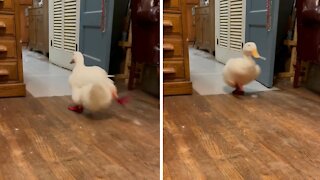 Duck hilariously runs back and forth throughout house