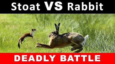 Stoat vs Rabbit Real Fight | Stoat Attacks and Kills Rabbit | Most Amazing Attack of Animals