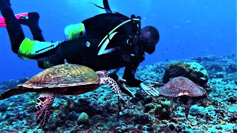 Scuba diver greeted by two endangered sea turtles that he rescued