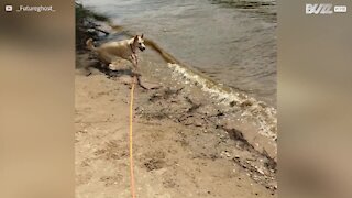 Cadela tenta morder ondas que a "atacam"