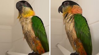 Happy parrot whistles while taking a shower