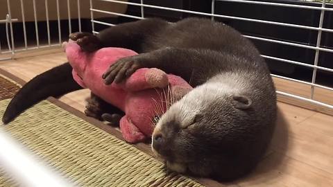 Otter Can't Fall Asleep Without Cuddling Stuffed Animal
