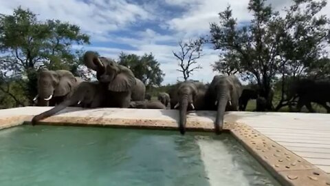 Large elephant herd drinks out of safari swimming pool