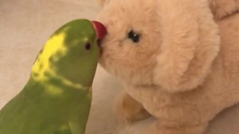 Clever parrot talks and plays with barking toy doggy