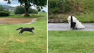 Blind cat runs full speed right into dog