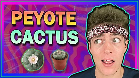 𝗠𝗲𝘀𝗰𝗮𝗹𝗶𝗻𝗲 (𝗣𝗲𝘆𝗼𝘁𝗲) – Dangers & Effects of the Psychedelic Cactus 🌵