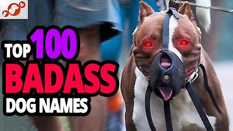 TOP 100 Powerful Names For Male Dogs