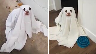 Spooky dog scares his family every chance he gets