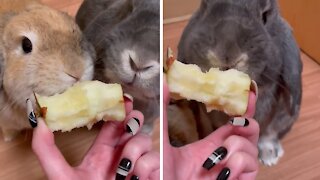 Adorable ASMR: Bunnies munch on tasty apple together