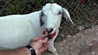 Hungry goat gets a little help from a passing tourist