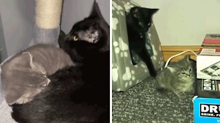 "Vicious" cats go from enemies to loving best friends