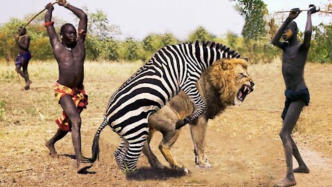 Top 10 Animals that Can KILL LIONS | Lion vs Zebra, Hippo, Human, Rhinoceros, Giraffe, Python