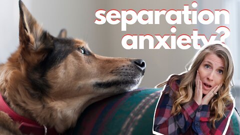 Live Q&A - Separation Anxiety