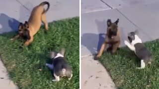 Puppy friends adorably play with each other