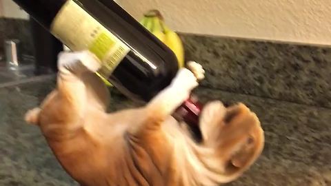 Bulldog desperate to befriend bulldog "wine holder"