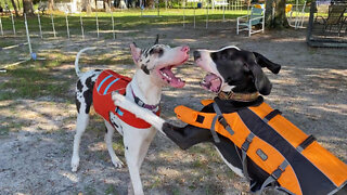 Great Dane Puppy Sisters Play Bitey Face Before Swimming Lessons