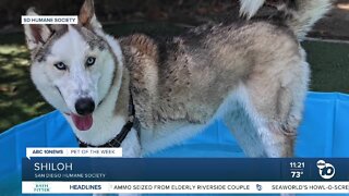 Pet of the Week: Shiloh