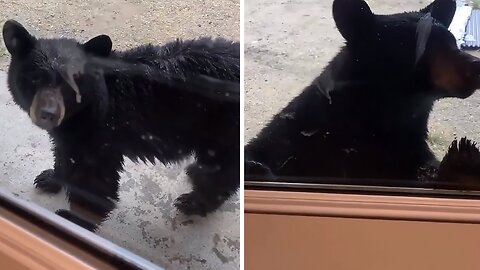 Bear Nonchalantly Tries To Go Into Man's Home