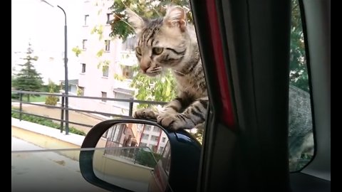Street Cat Takes Adoption Into Own Hands - Refuses to Leave Car