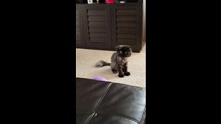 Persian Cat Plays With Balloons Like A Dog