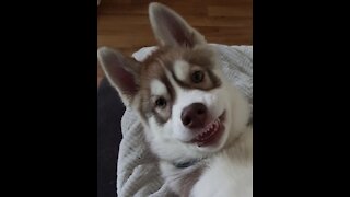 Husky Puppies Funny Compilation