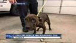 Officers rescue malnourished dog