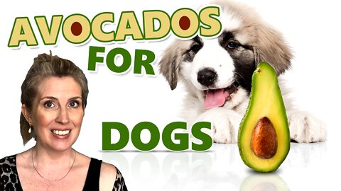 FUN FACTS: Can Dogs Eat Avocados