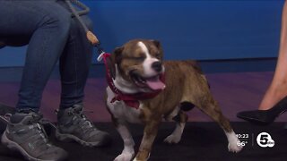 Cleveland APL Pet of the Weekend: An energetic dog named Lou