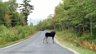 Guy has hilarious encounter with wild moose on the road