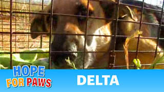 Delta - Dog Rescued today from the Rialto Airport (By Eldad Hagar)